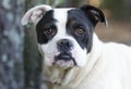 Boxer American Bulldog mixed breed dog