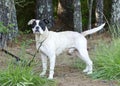 Boxer American Bulldog mixed breed dog