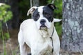 Boxer American Bulldog mixed breed dog Royalty Free Stock Photo