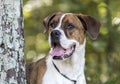 Boxer American Bulldog mixed breed dog