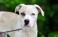 Boxer American Bulldog mixed breed dog Royalty Free Stock Photo