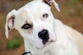 Boxer American Bulldog mixed breed dog Royalty Free Stock Photo