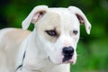 Boxer American Bulldog mixed breed dog Royalty Free Stock Photo