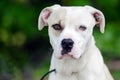 Boxer American Bulldog mixed breed dog Royalty Free Stock Photo