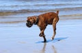 Boxer at the Beach