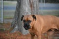 Boxer Breed Dog