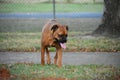 Boxer Breed Dog