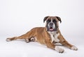 Boxer breed dog sitting on the floor with white background Royalty Free Stock Photo