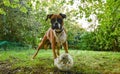 Boxer bull dog with a broken ball Royalty Free Stock Photo