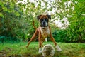 Boxer bull dog with a broken ball