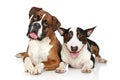 Boxer and Bull Terrier on a white background Royalty Free Stock Photo