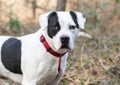 Boxer Bulldog mix breed dog with red collar and leash outside Royalty Free Stock Photo