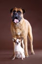 Boxer and chihuahua