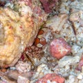 Boxer crab, Lybia spp.. Bangka, Indonesia