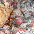 Boxer crab, Lybia spp.. Bangka, Indonesia Royalty Free Stock Photo