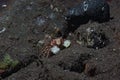 Boxer Crab Lybia tessellata