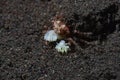 Boxer Crab Lybia tessellata