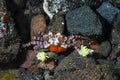 Boxer Crab Lybia tessellata Royalty Free Stock Photo