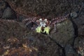 Boxer Crab Lybia tessellata