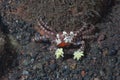 Boxer Crab Lybia tessellata