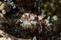 Boxer Crab Lybia tessellata