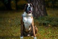 Boxer Detoured Royalty Free Stock Photo
