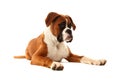 Boxer Dog Royalty Free Stock Photo