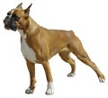The Boxer dog Royalty Free Stock Photo