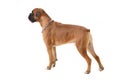Boxer dog Royalty Free Stock Photo