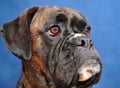 Boxer dog Royalty Free Stock Photo