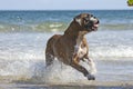 Boxer dog and ball Royalty Free Stock Photo