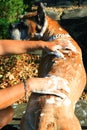 Boxer Dog Bathing Royalty Free Stock Photo