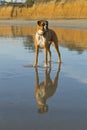 Boxer Dog Beach Reflection