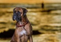 A boxer dog on the beach by sunset Royalty Free Stock Photo