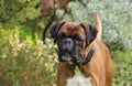 Boxer Dog