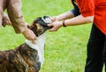 A pedigree boxer dog stands obedient whilst being judged at a dog show