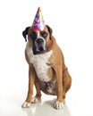 Boxer Dog Birthday Royalty Free Stock Photo
