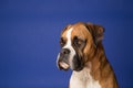Boxer Dog on Blue Royalty Free Stock Photo
