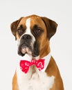 Boxer dog in Bow tie Royalty Free Stock Photo