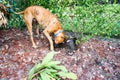 Boxer dog buries bone in the backyard Royalty Free Stock Photo