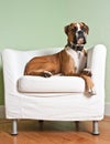 Boxer Dog in Chair Royalty Free Stock Photo
