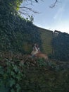 Boxer dog chilling nature beautiful sky