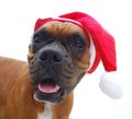 Boxer dog christmas Royalty Free Stock Photo