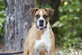 Boxer dog with docked tail Royalty Free Stock Photo
