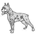 Boxer dog doodle