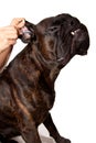 Boxer dog ears cleaning Royalty Free Stock Photo