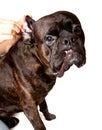 Boxer dog ears cleaning Royalty Free Stock Photo