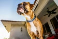 Boxer dog face has water coming out Royalty Free Stock Photo