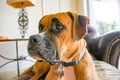 Boxer dog face shots Royalty Free Stock Photo