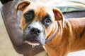 Boxer dog face shots Royalty Free Stock Photo